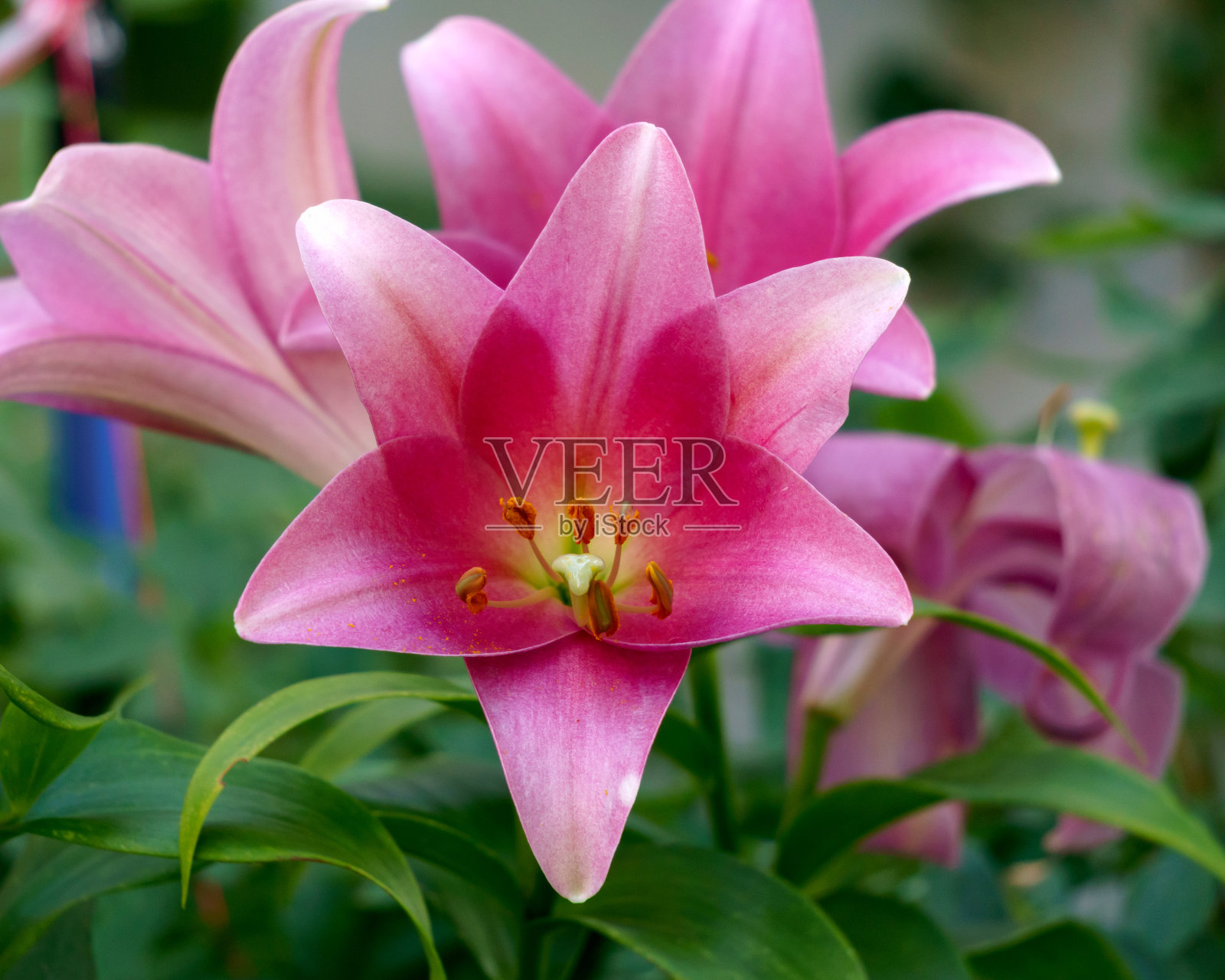 美丽的粉红色大百合花特写。照片摄影图片