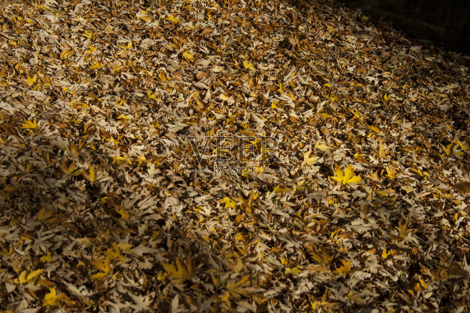 叶1照片摄影图片
