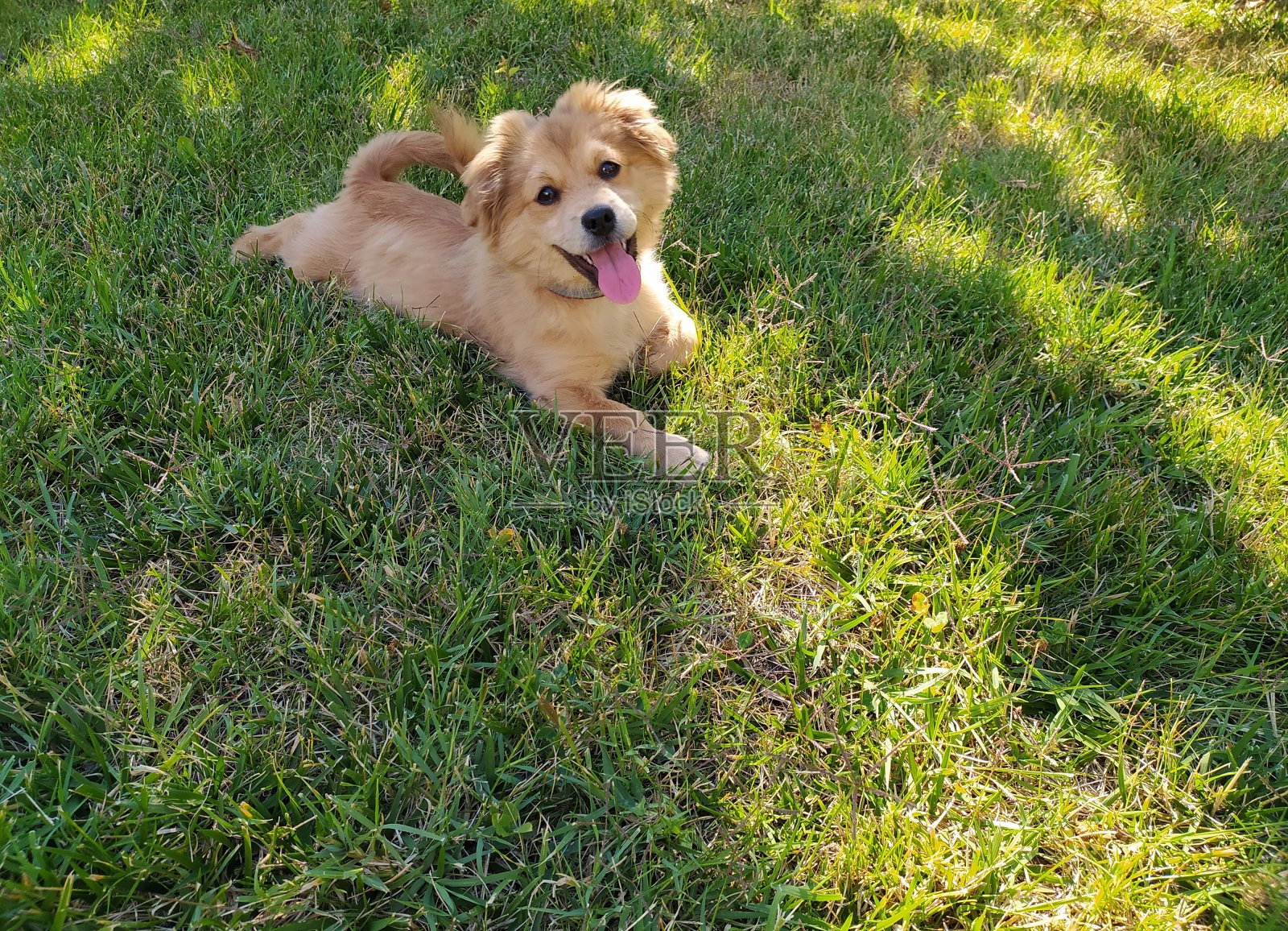 草坪上的小狗狗照片摄影图片