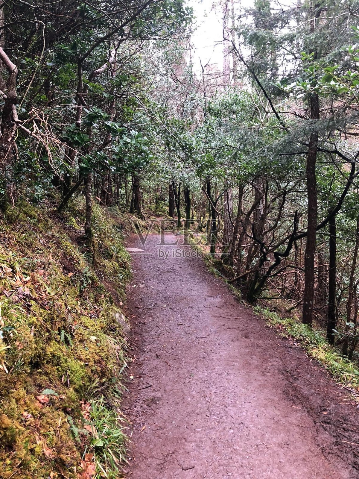 流浪的照片摄影图片