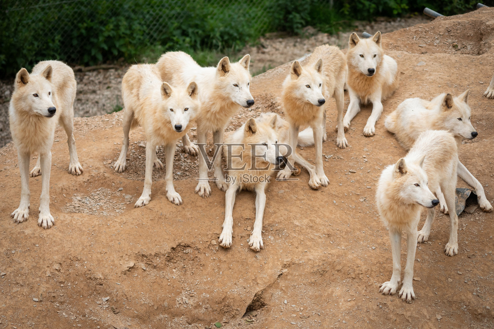 哈德逊湾狼照片摄影图片