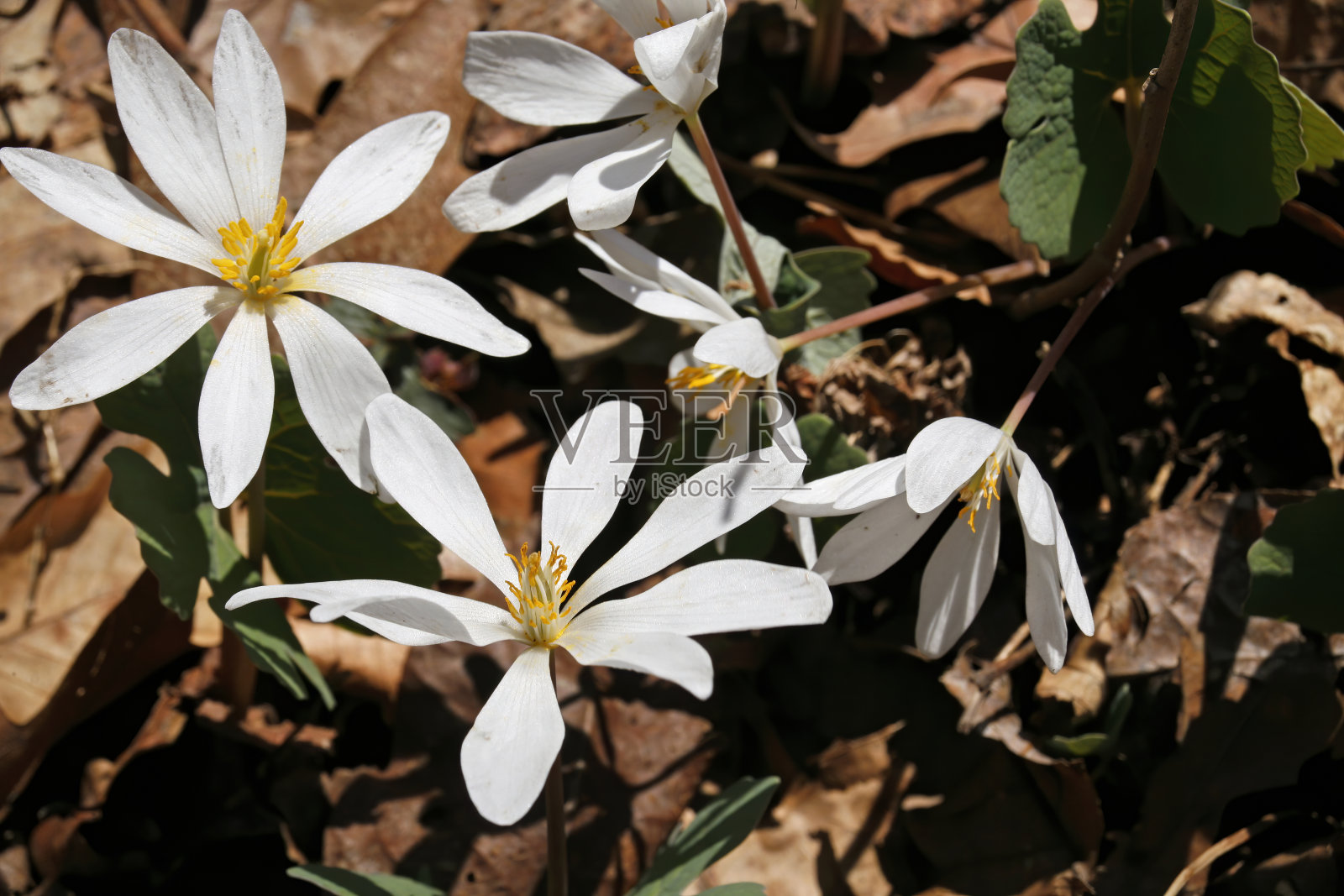 纸白色花朵照片摄影图片