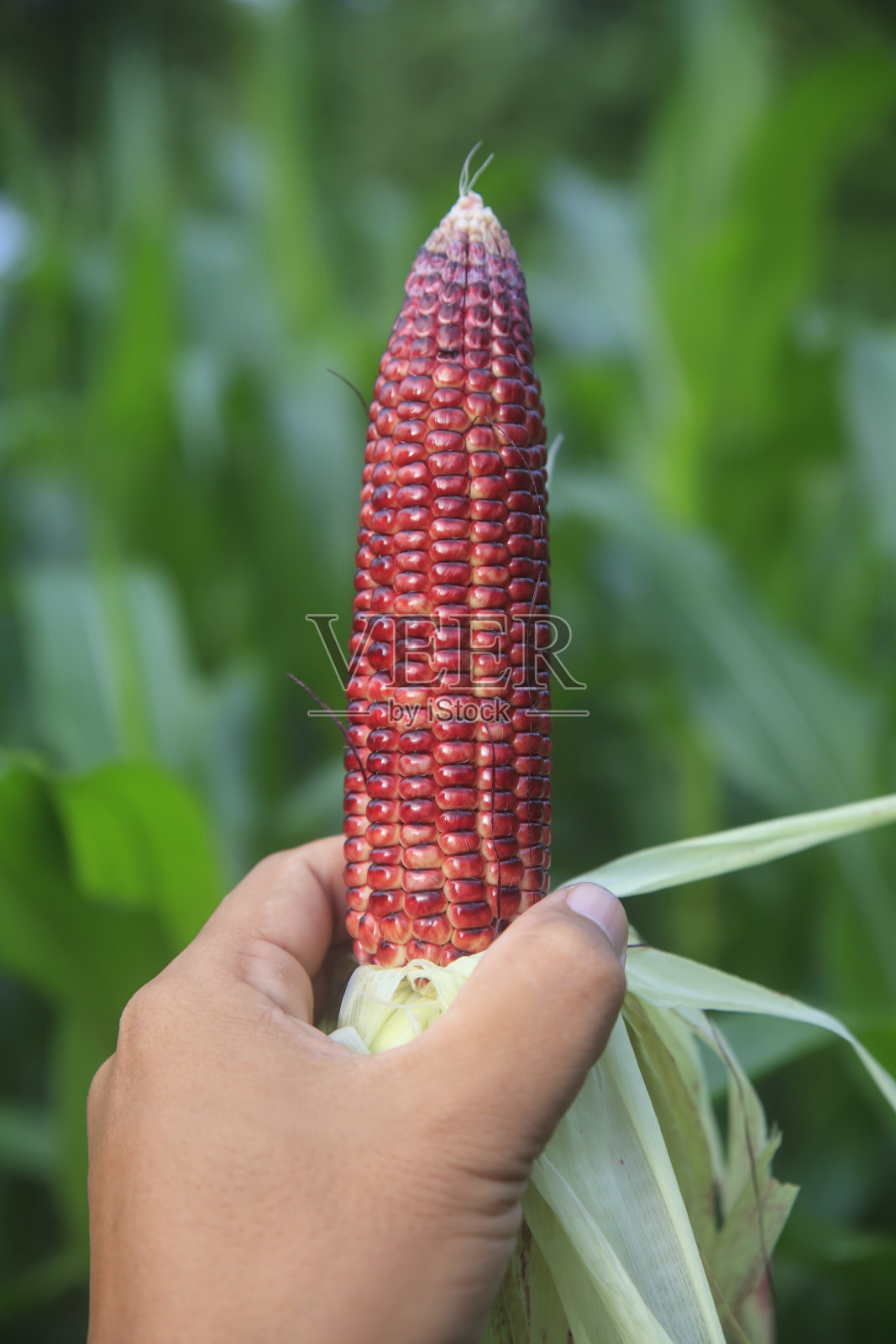 农田中的有机玉米。照片摄影图片