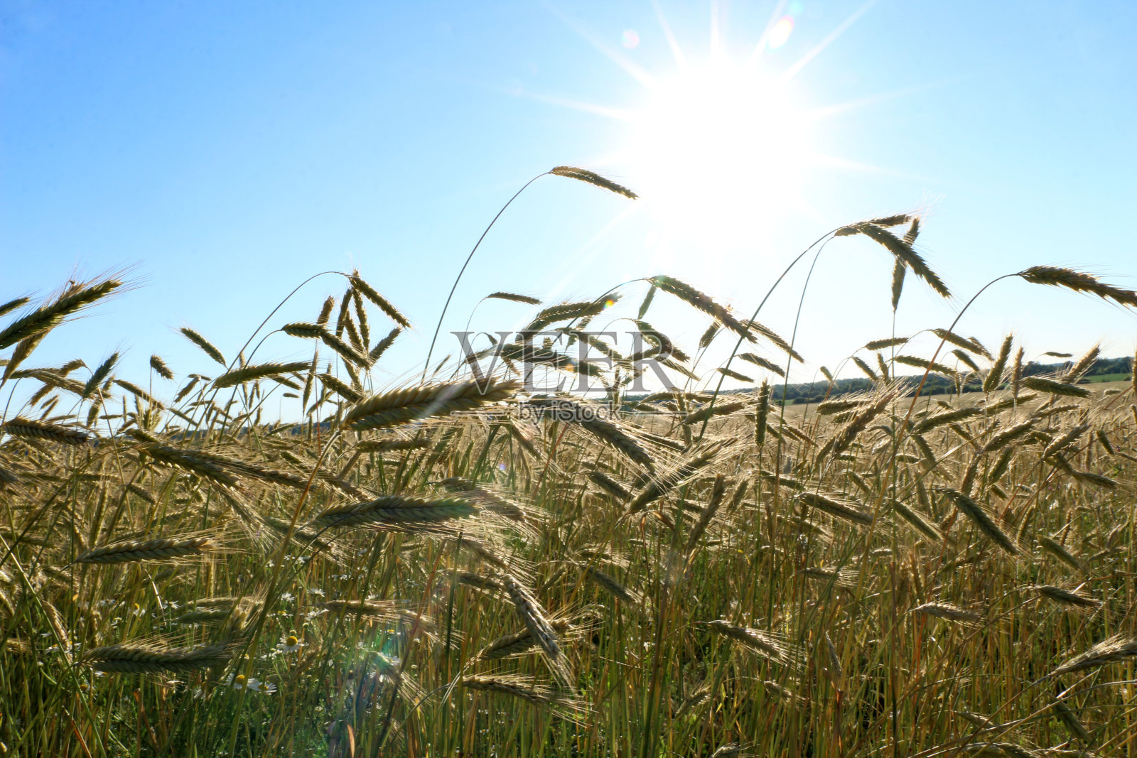 阳光灿烂的夏日里，金黄色的小麦成熟了。明亮的阳光下，麦田里成熟的小麦，映衬着蓝色的天空。成熟的麦穗，金黄的谷粒和长长的卷须。照片摄影图片