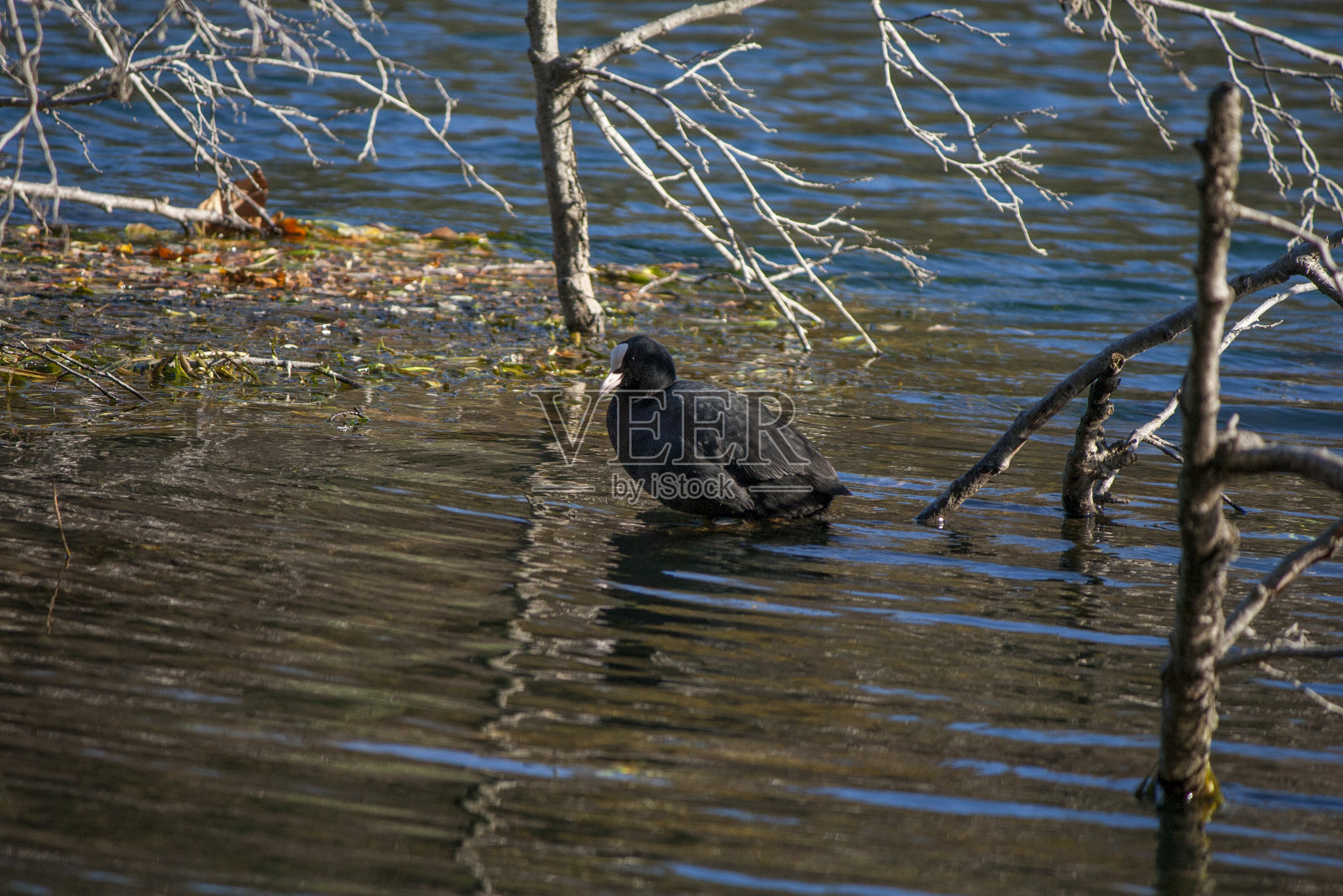 福拉加 1照片摄影图片