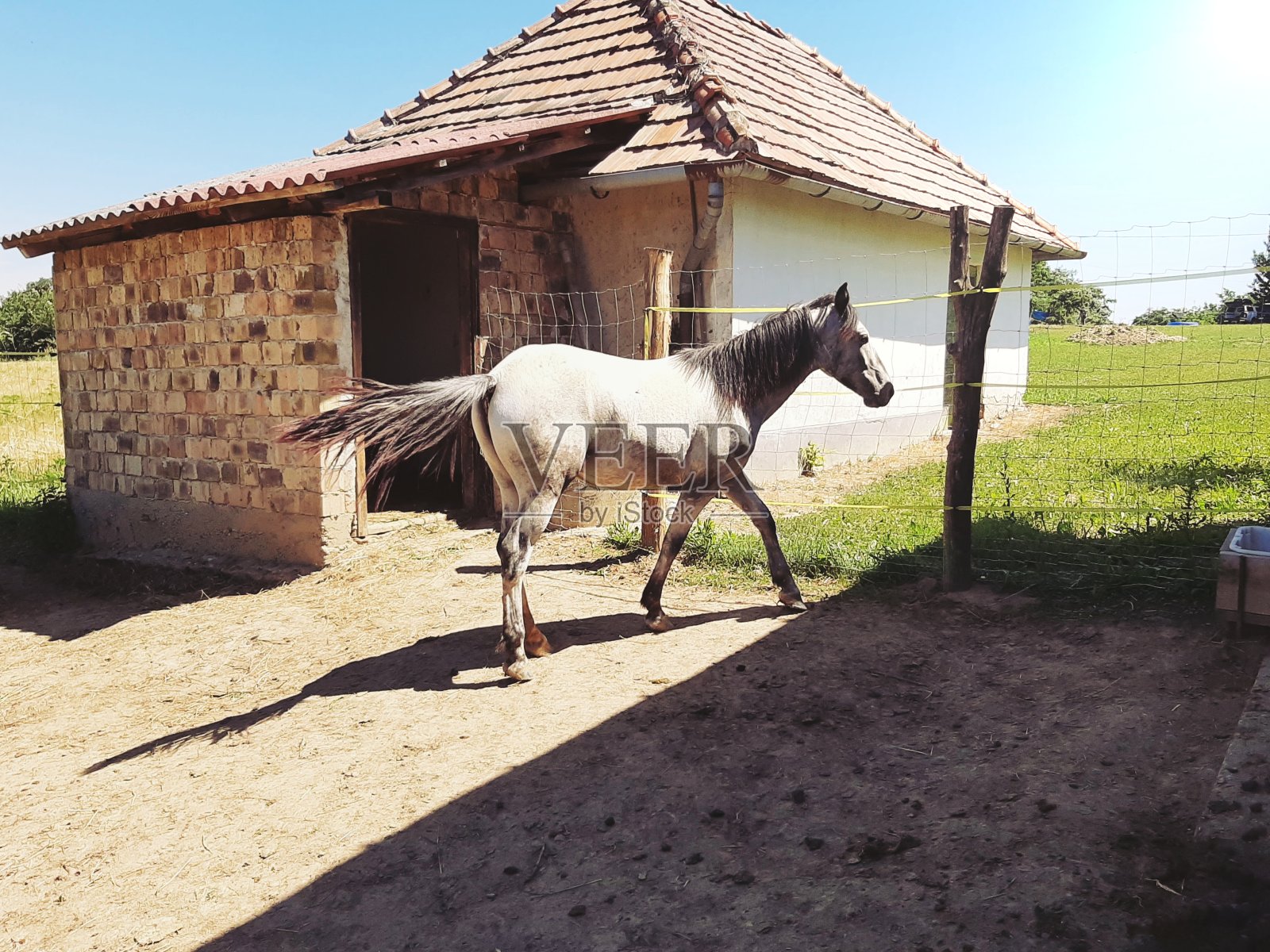 漂亮的马照片摄影图片