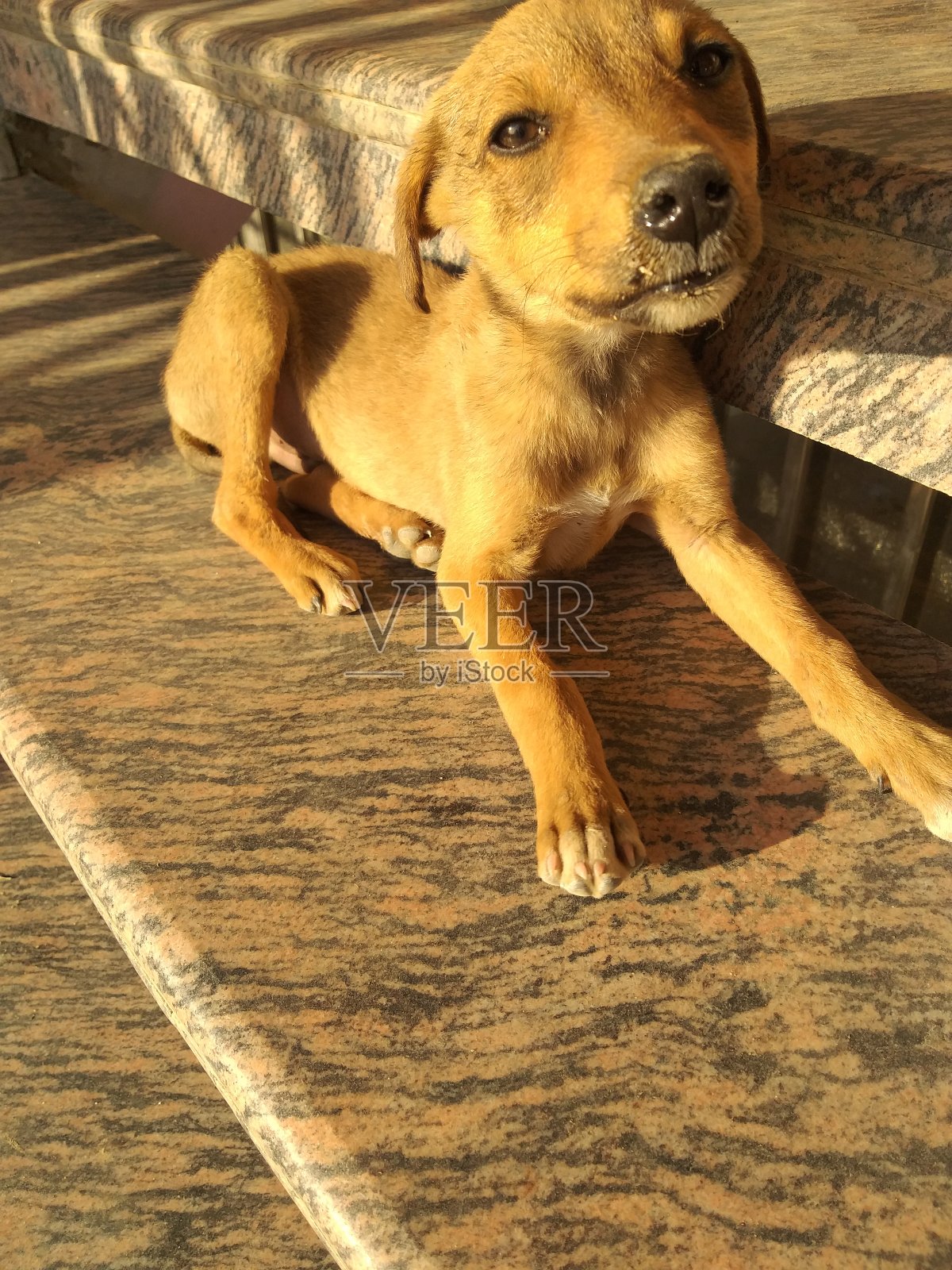 小狗照片摄影图片