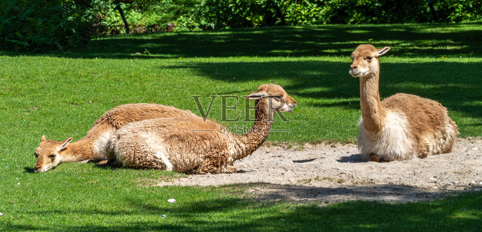 骆马，骆马，骆马的亲戚照片摄影图片