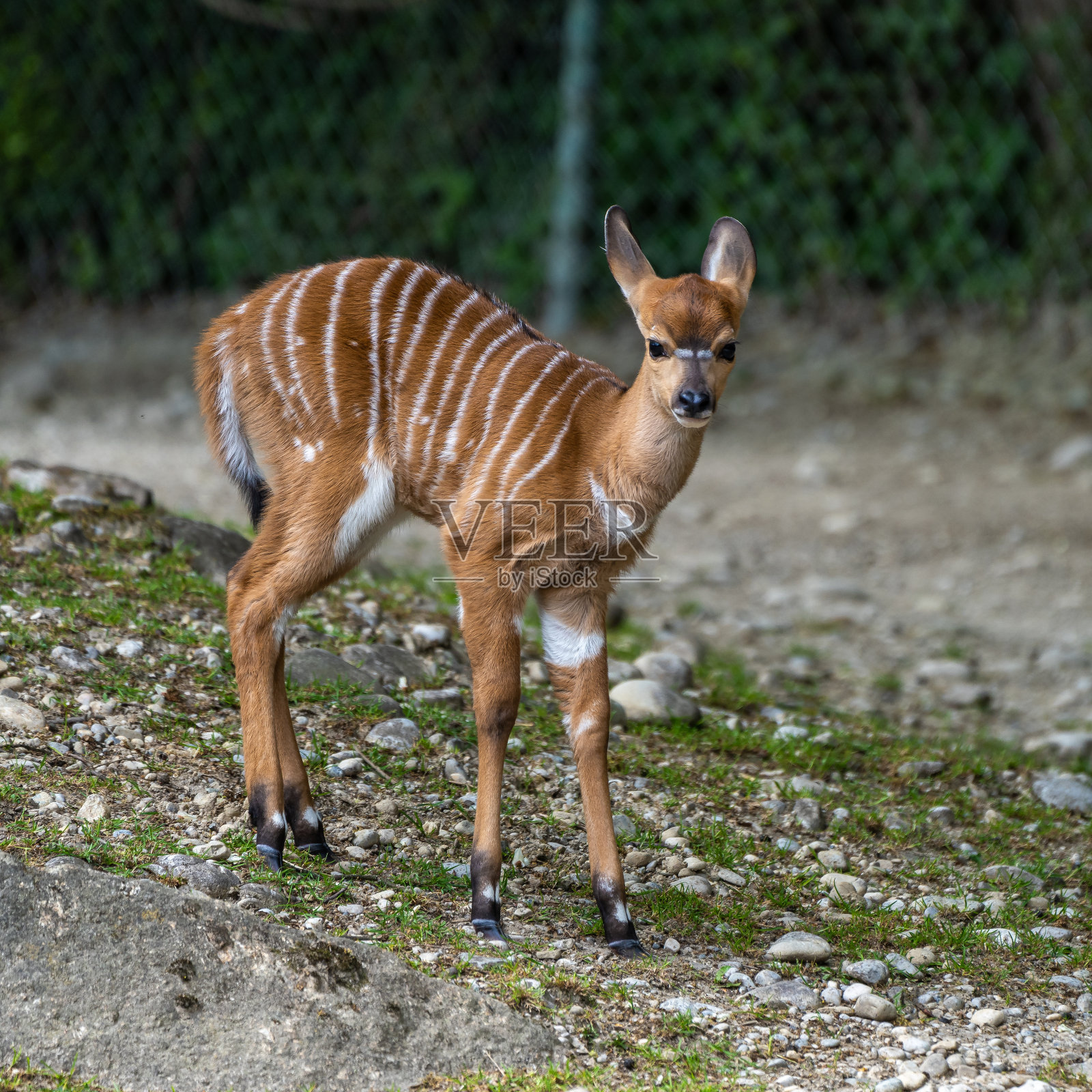 小尼亚拉羚羊-安加斯角羚。野生动物的生活。照片摄影图片