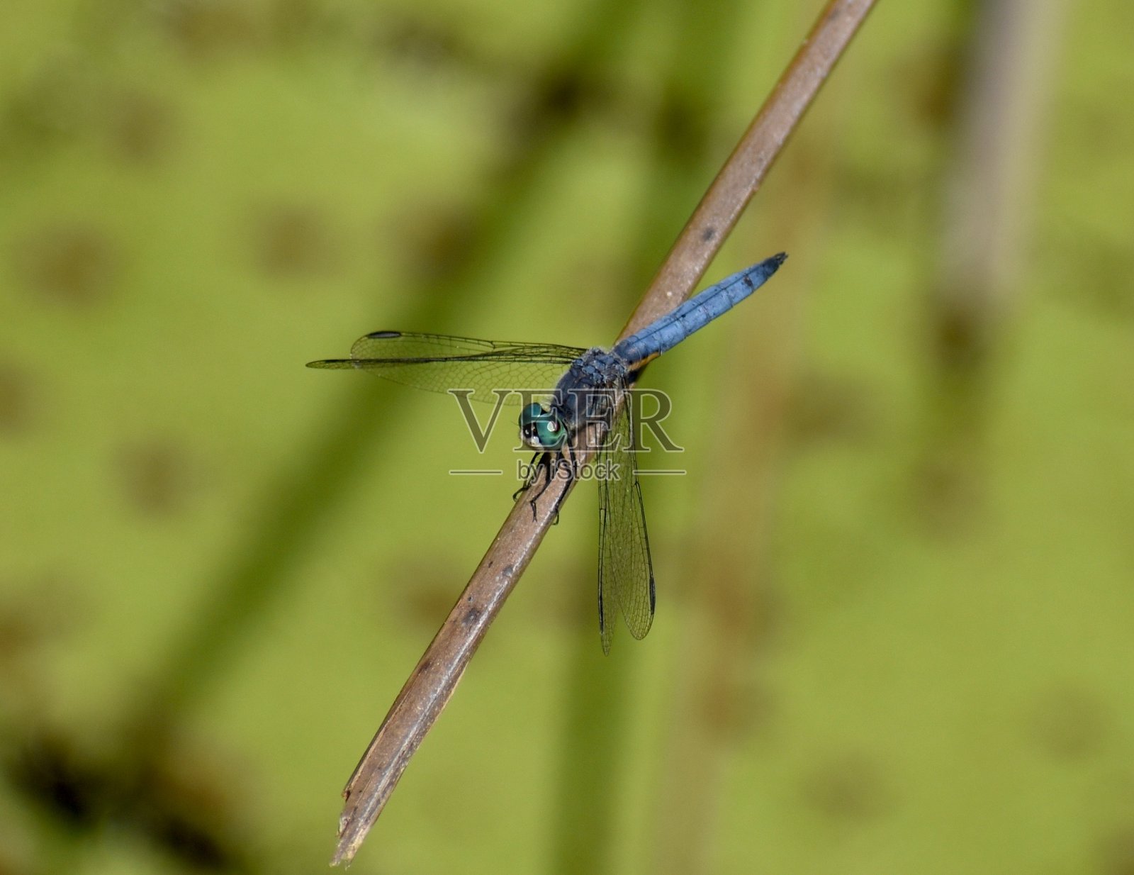 平托湖上的一只蓝色蜻蜓照片摄影图片
