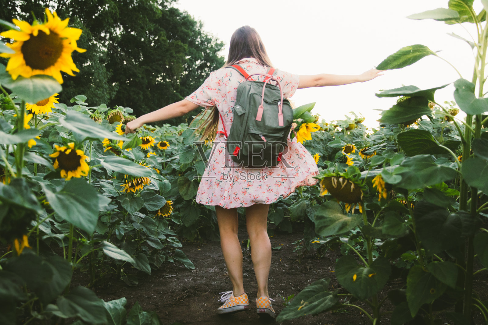年轻女子在向日葵地里享受她完美的夏日时光照片摄影图片
