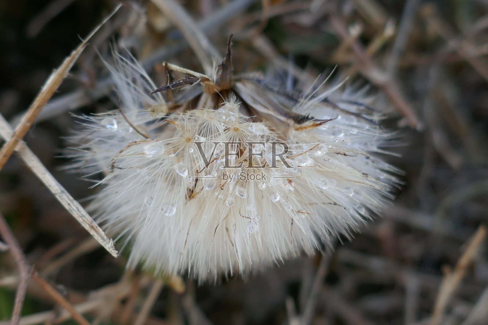 雨滴落在蒲公英花上照片摄影图片