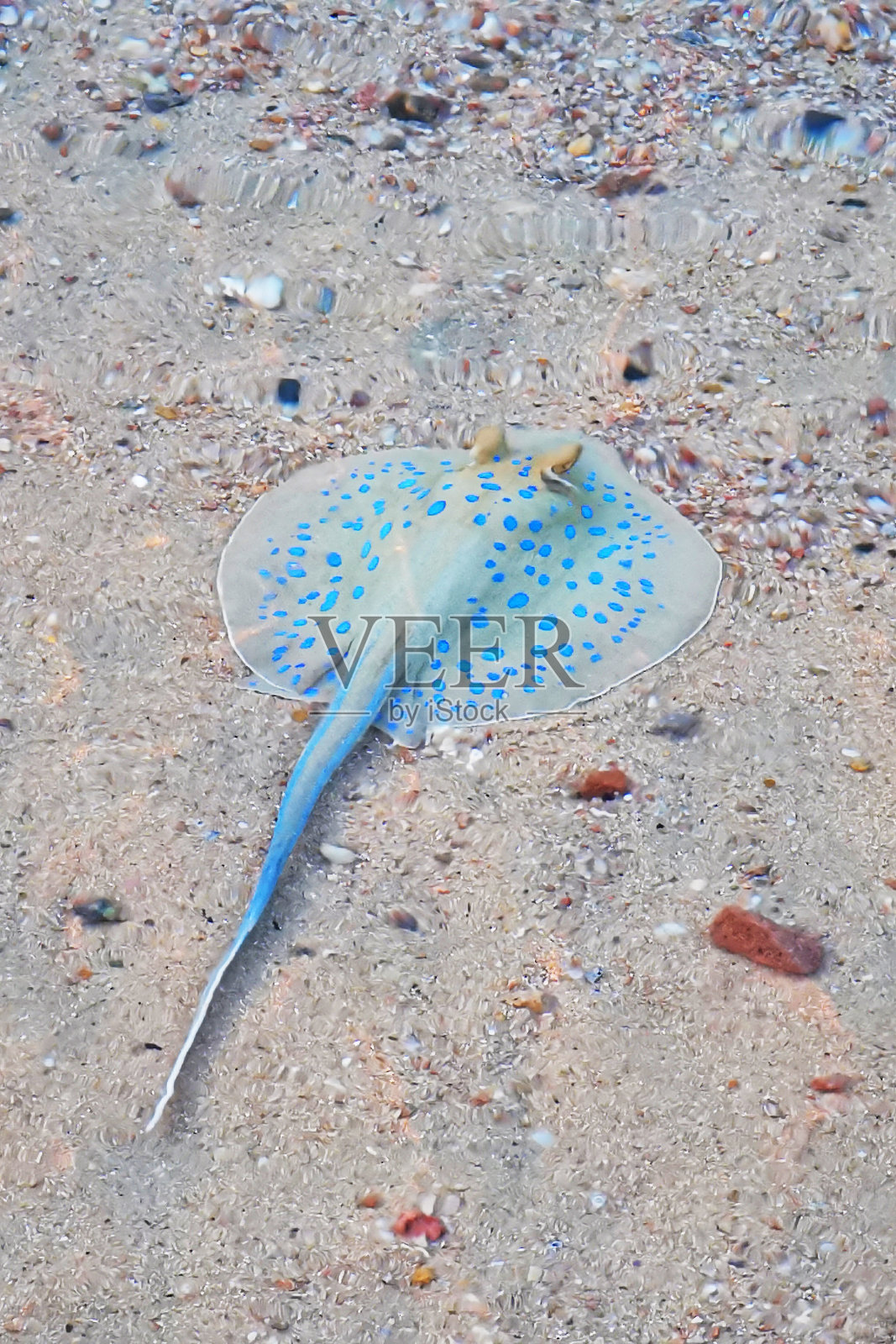 蓝点 ribbon 尾魟照片摄影图片