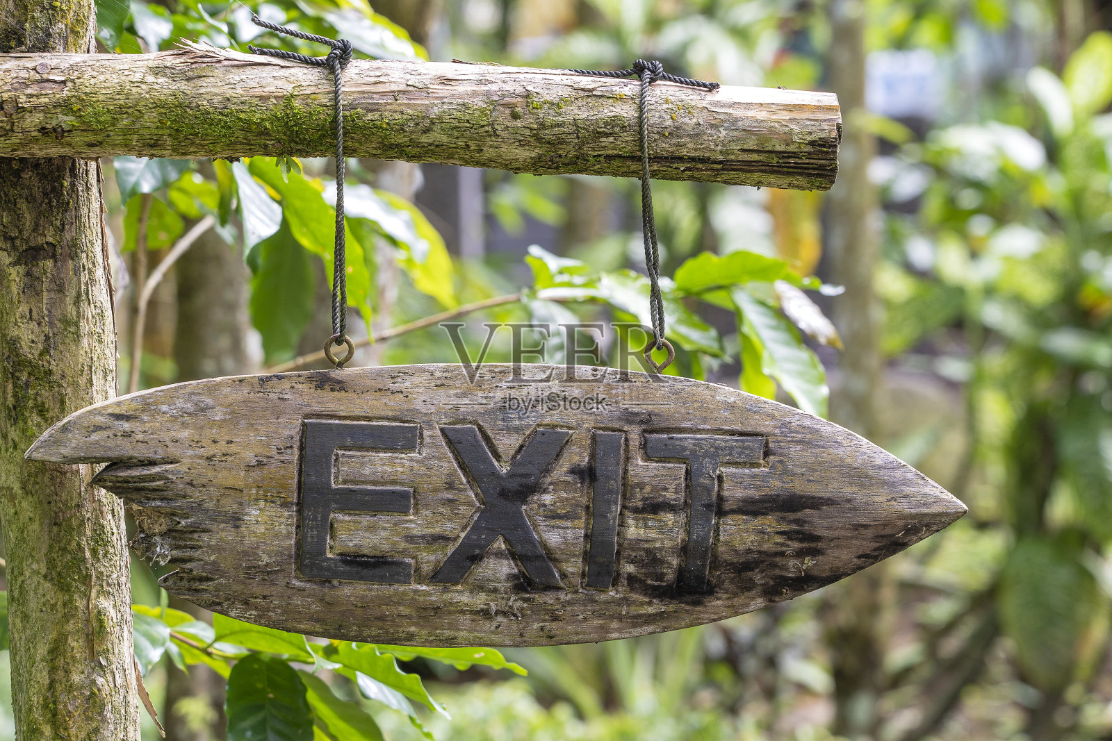 在印度尼西亚巴厘岛的热带雨林里，文字从木板上出来。出口木牌题字在亚洲热带地区。照片摄影图片