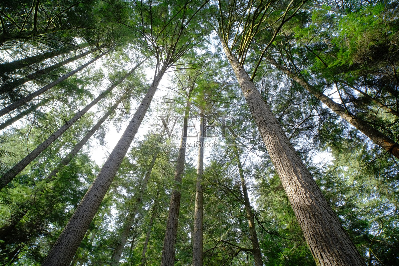 在加拿大旅游照片摄影图片