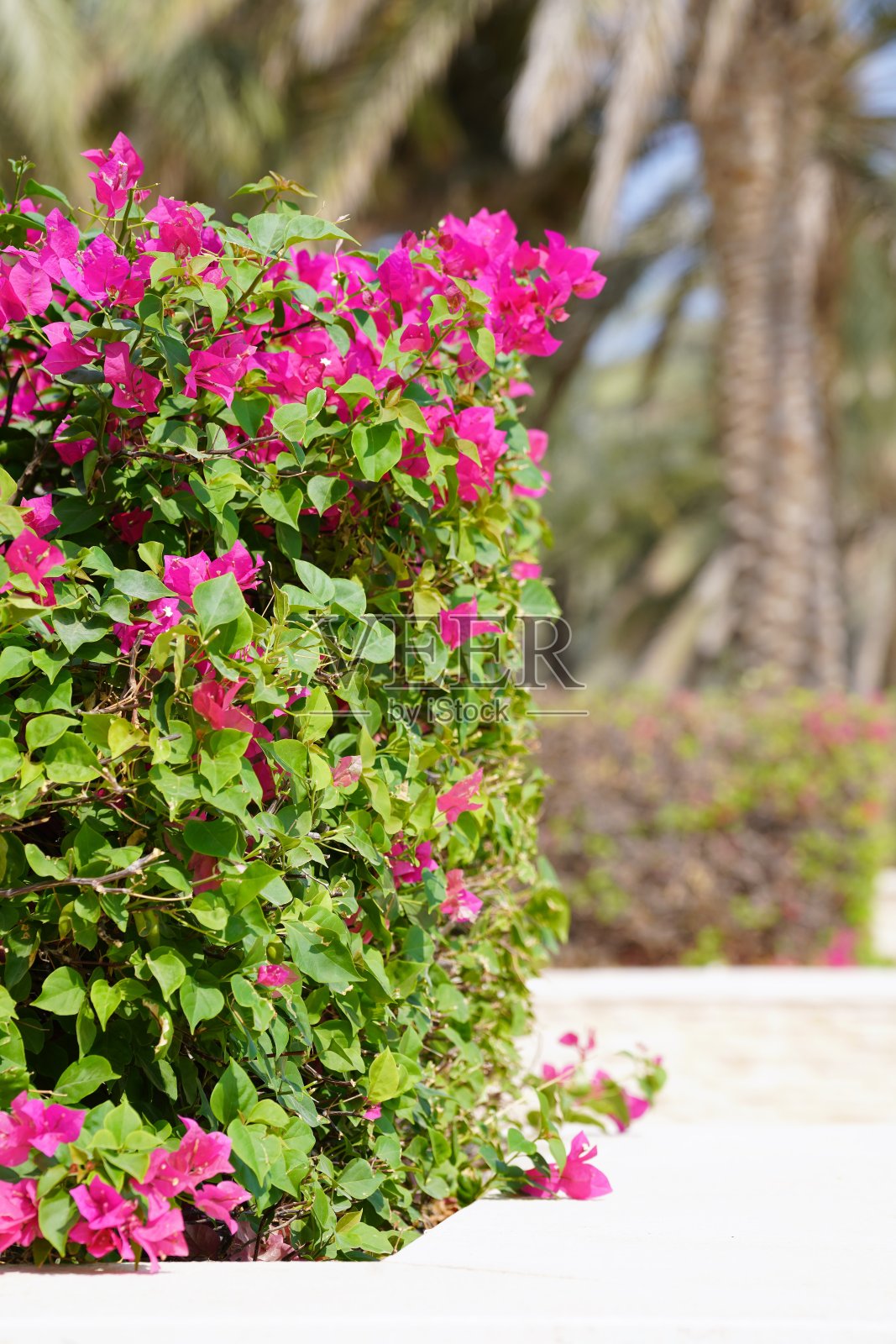 夏季阿拉伯农场的开花灌木照片摄影图片