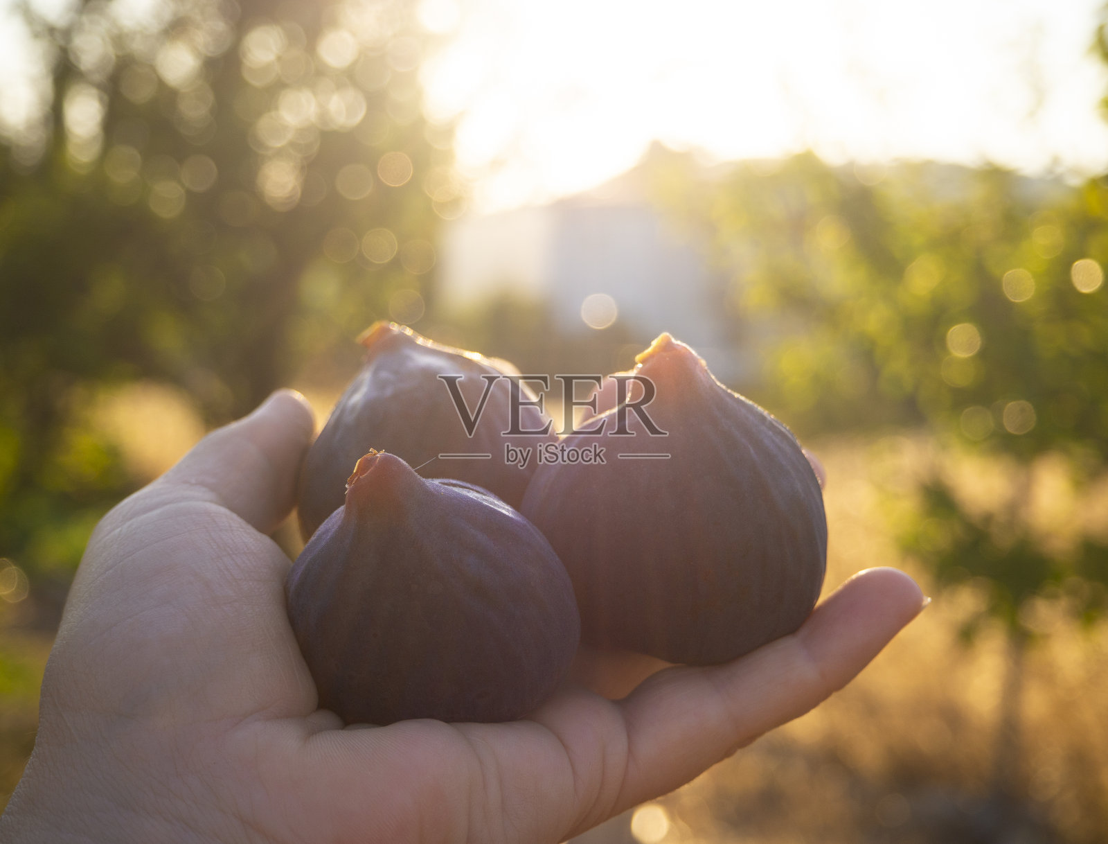成熟的皇家无花果日落在希腊女人的手中照片摄影图片