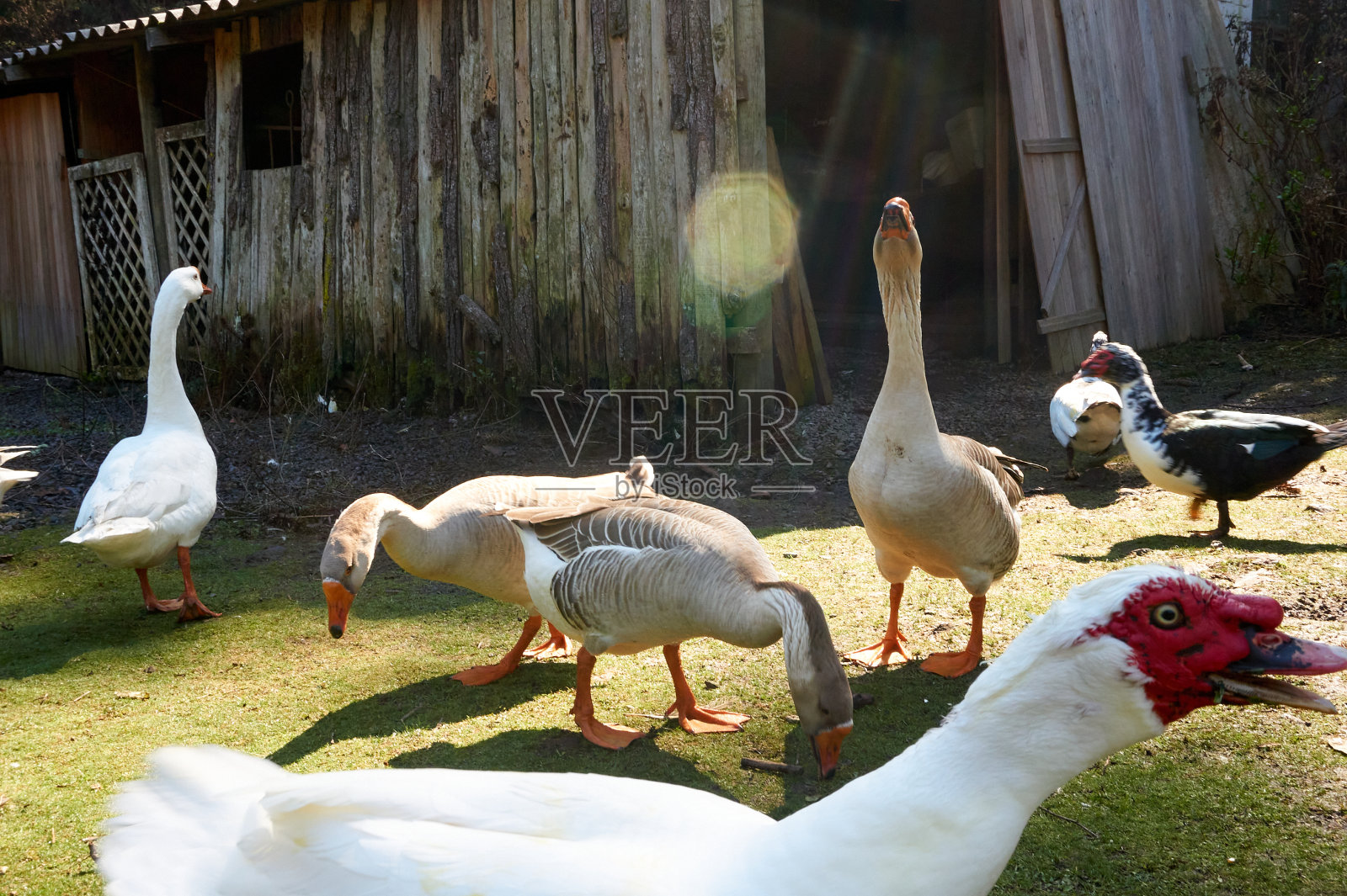 鸭子和鹅在草地上散步照片摄影图片