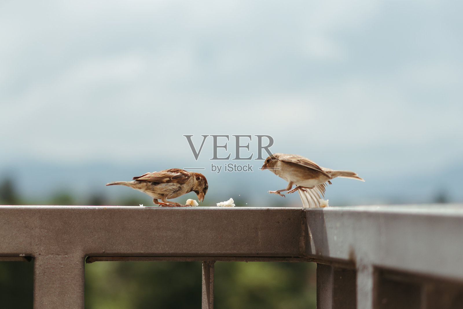 小麻雀鸟在法国吃，喂自己，并争取面包片在一个部分阴天晴天照片摄影图片