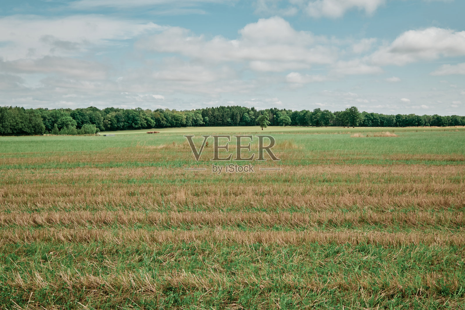 新收割的谷物田照片摄影图片