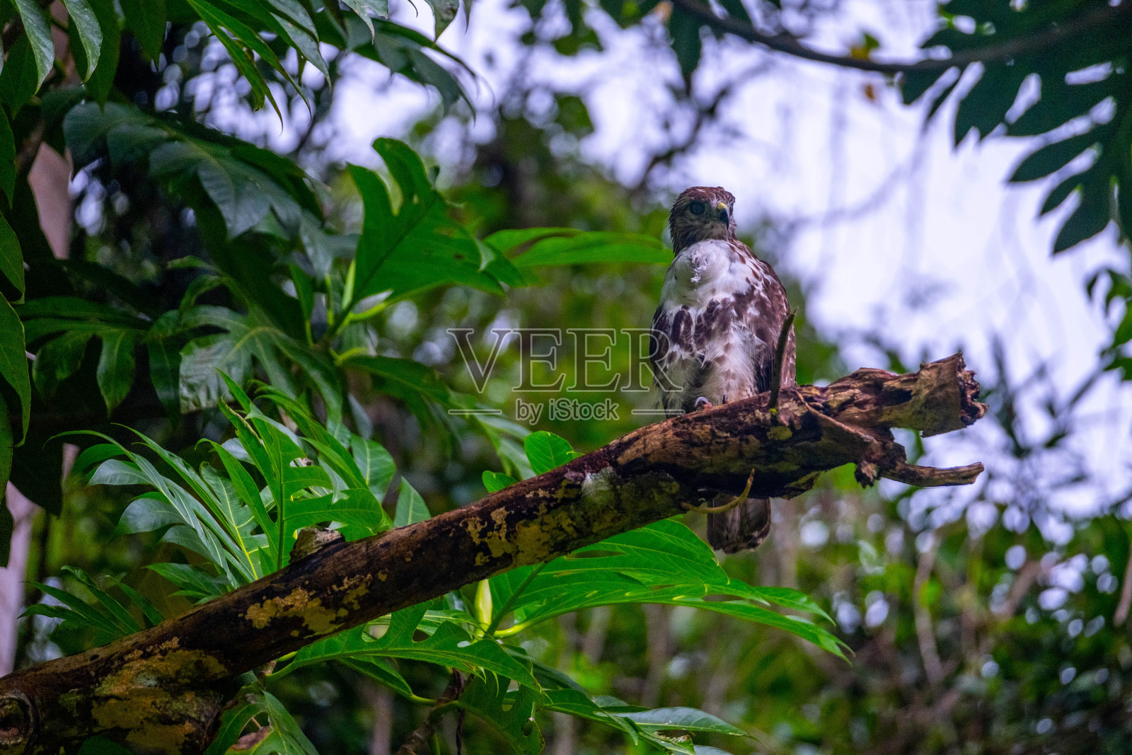 红尾鹰照片摄影图片