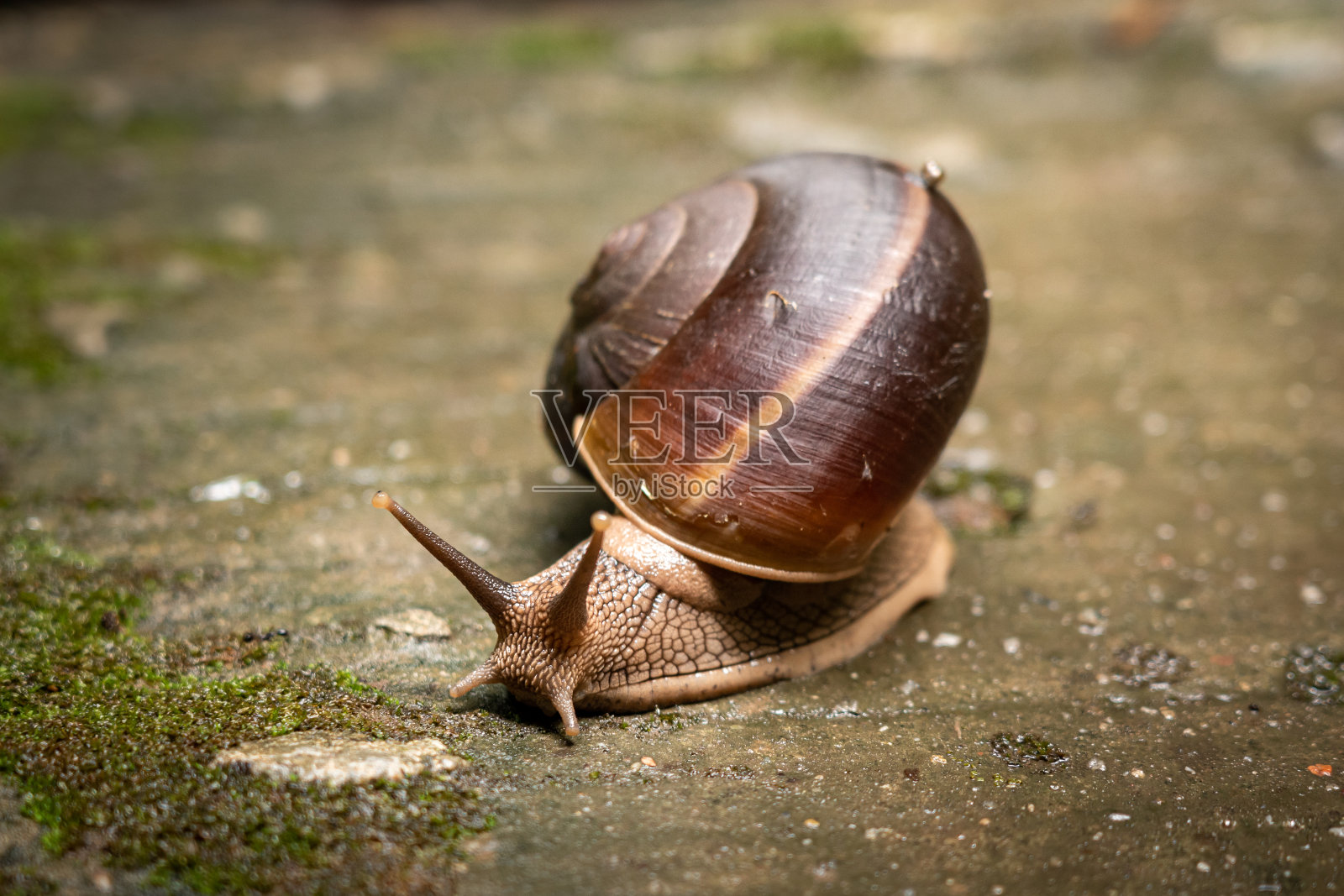 有大螺旋壳的蜗牛。照片摄影图片
