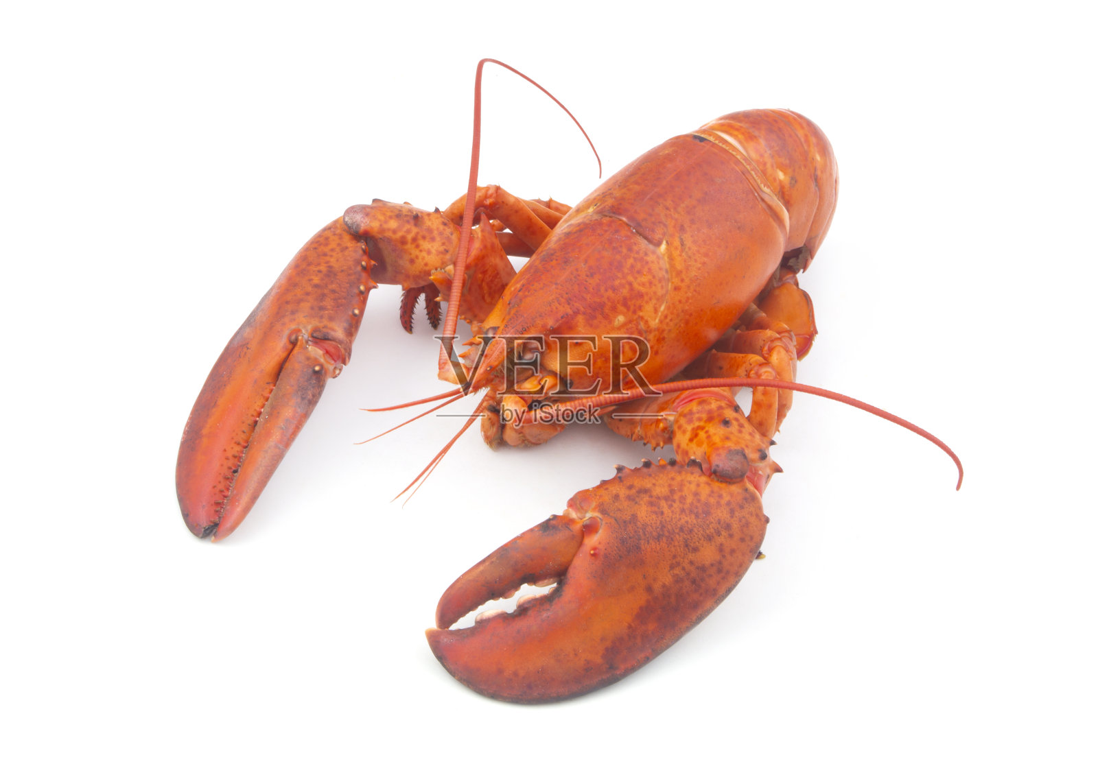 煮熟的龙虾孤立在白色背景照片摄影图片