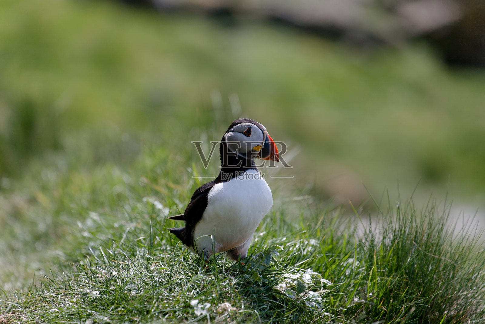 角嘴海雀在苏格兰照片摄影图片