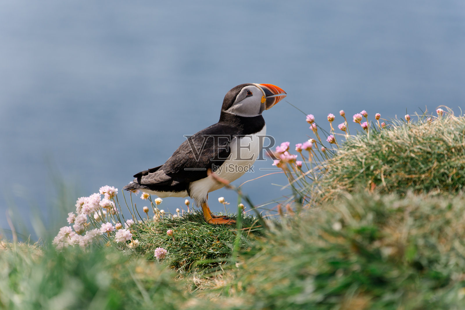 角嘴海雀在苏格兰照片摄影图片