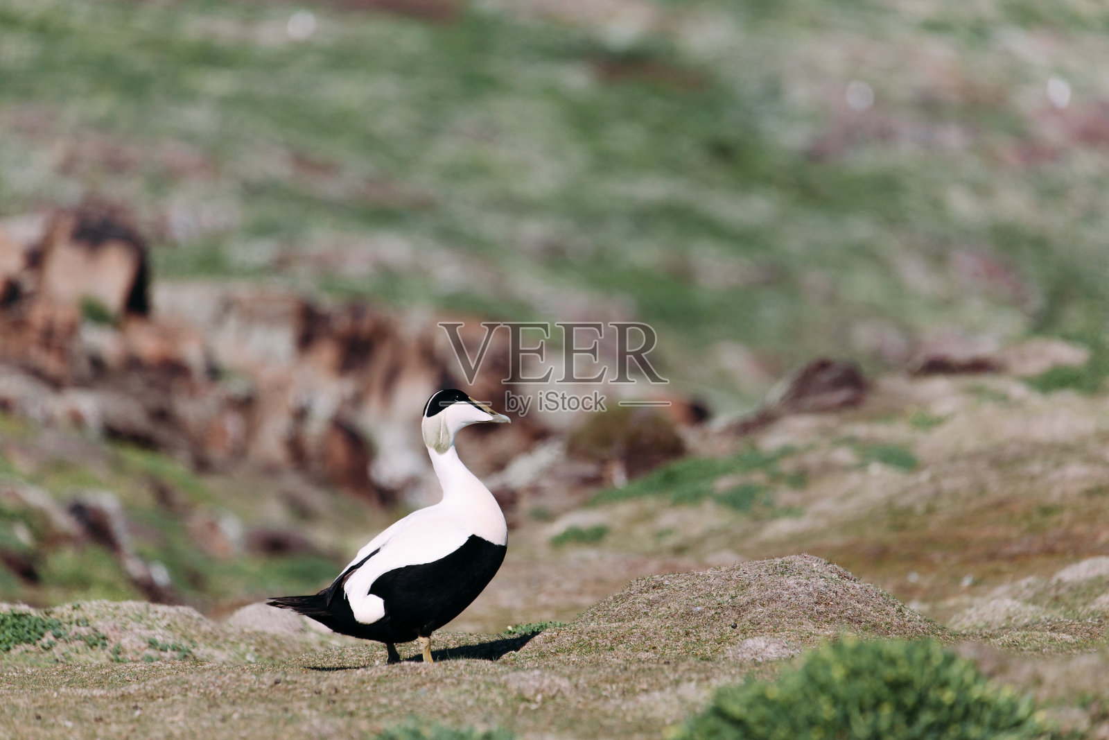 常见的绒鸭照片摄影图片