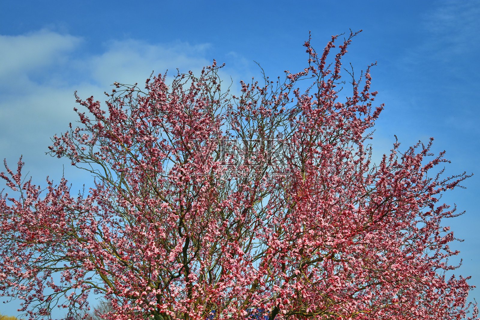 美丽的樱桃和李树在春天盛开，五颜六色的花照片摄影图片