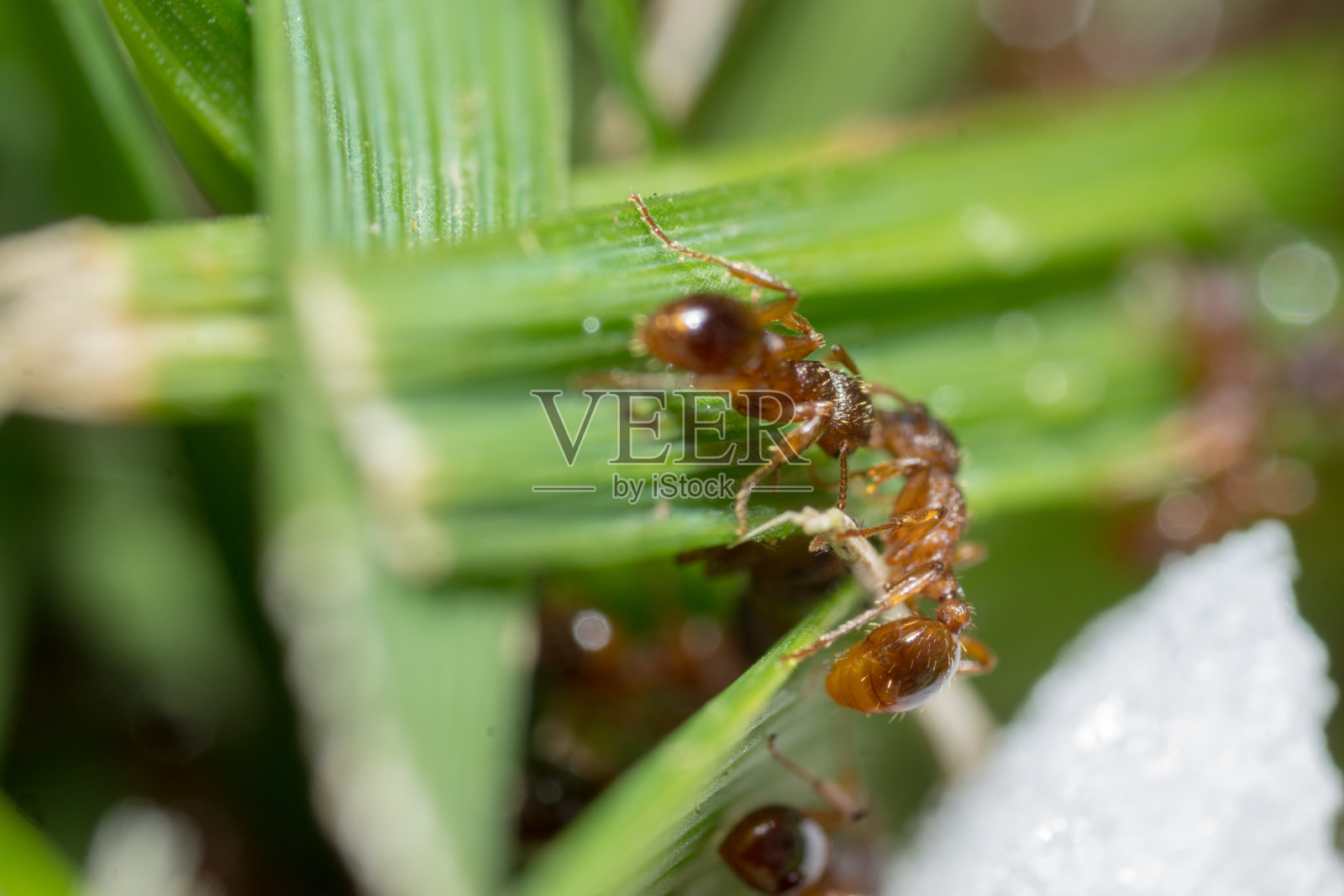 红蚂蚁。满是蚂蚁的蚁丘。照片摄影图片