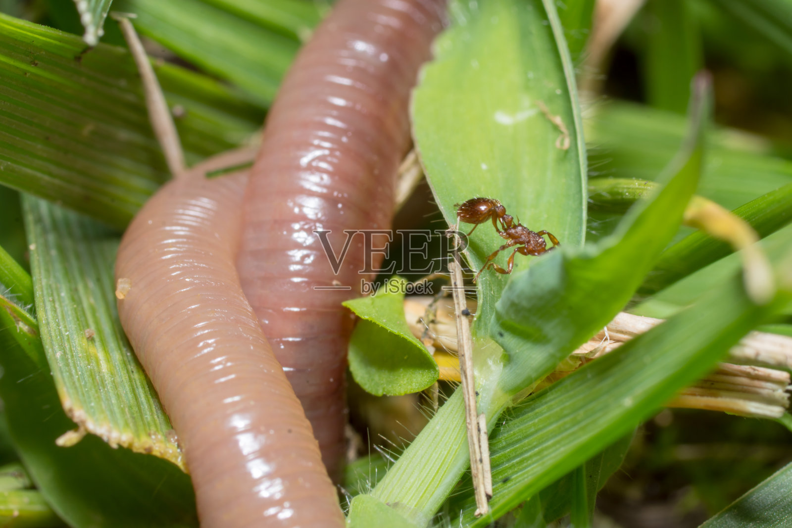红蚂蚁。满是蚂蚁的蚁丘。照片摄影图片