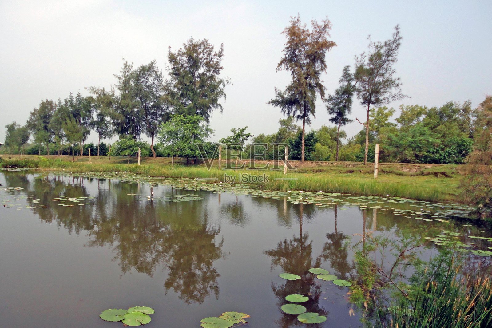 乡村景观和树木照片摄影图片