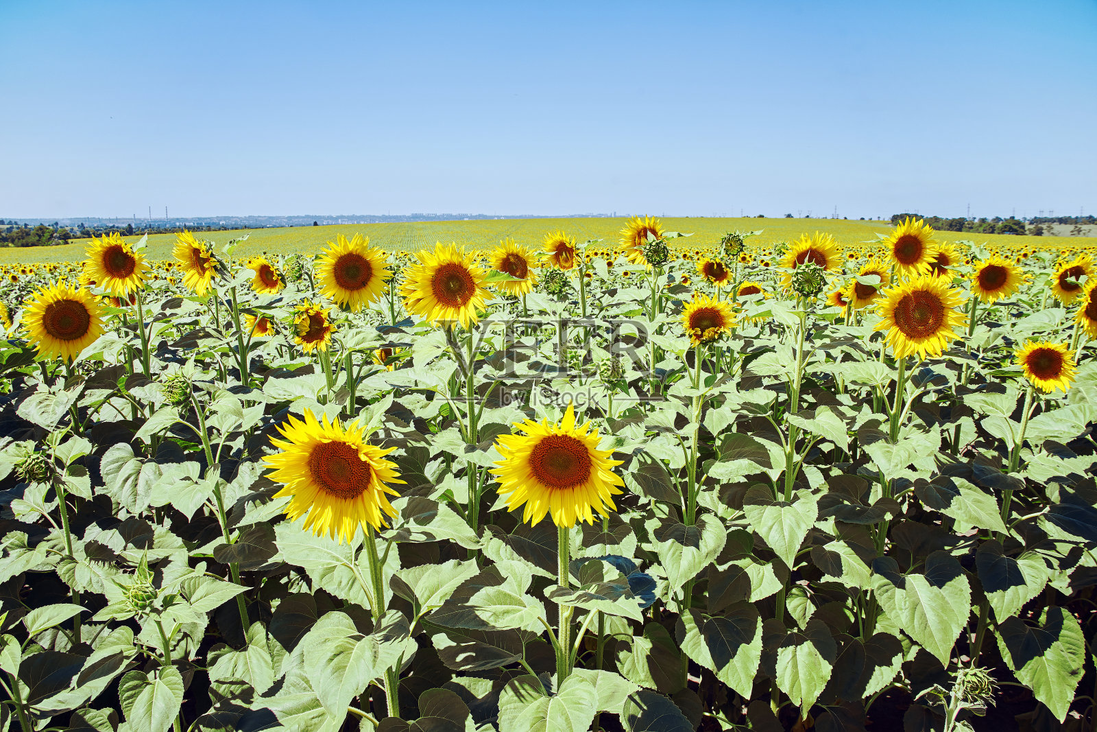 旗帜夏日碧空云花向日葵照片摄影图片