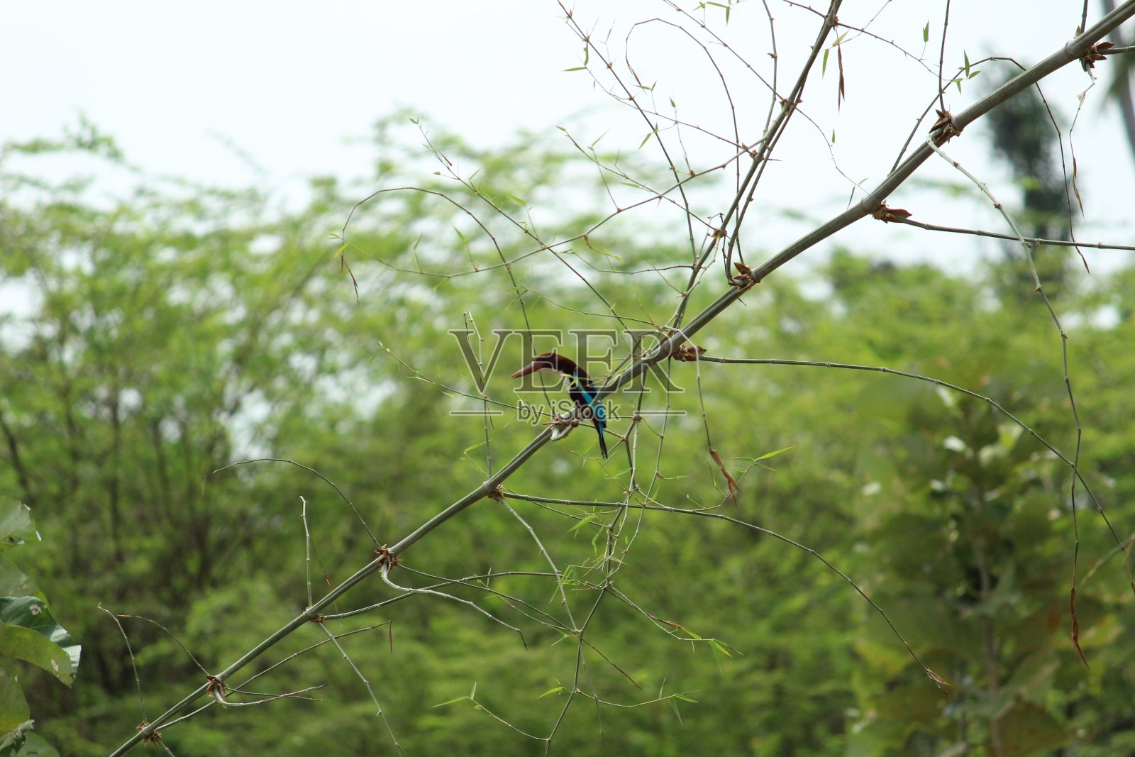 白喉翠鸟(Halcyon smyrnensis)也被称为坐在树上的白胸翠鸟照片摄影图片