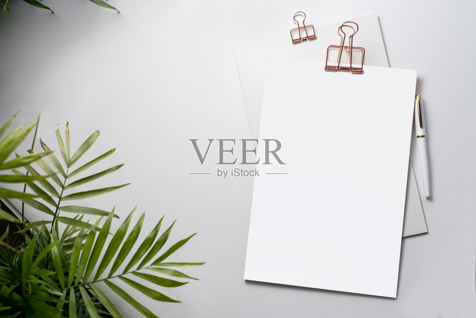 带有棕榈树的白色品牌模型。最小模板企业概念。照片摄影图片