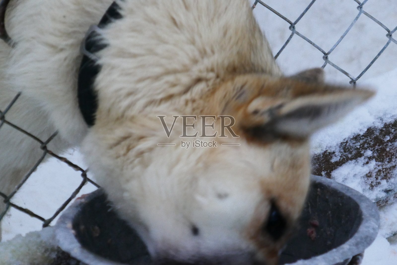 在伊尔沙，哈士奇舔着他的钢制食碗照片摄影图片