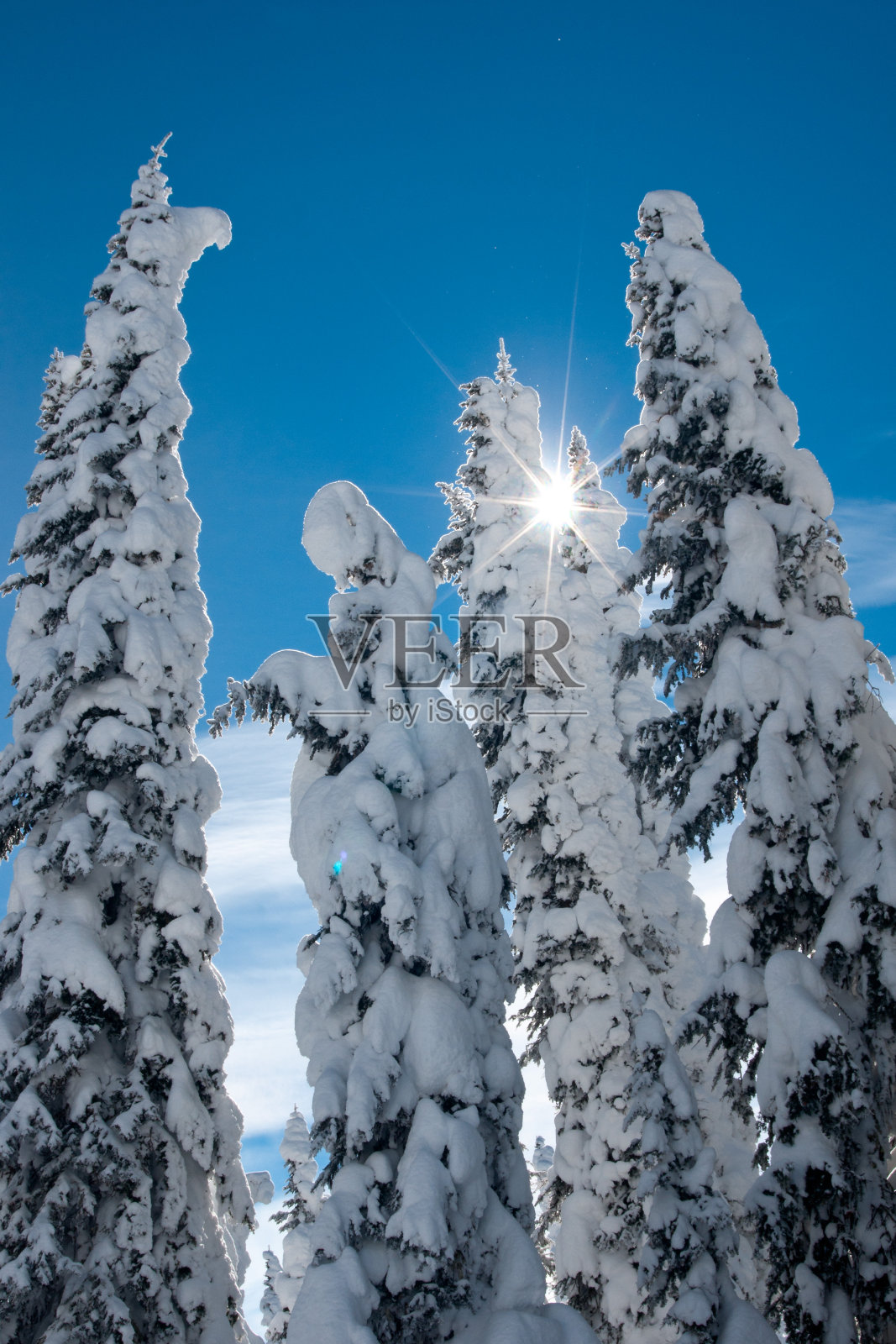 太阳的星星在白霜的树上，西黄石公园照片摄影图片