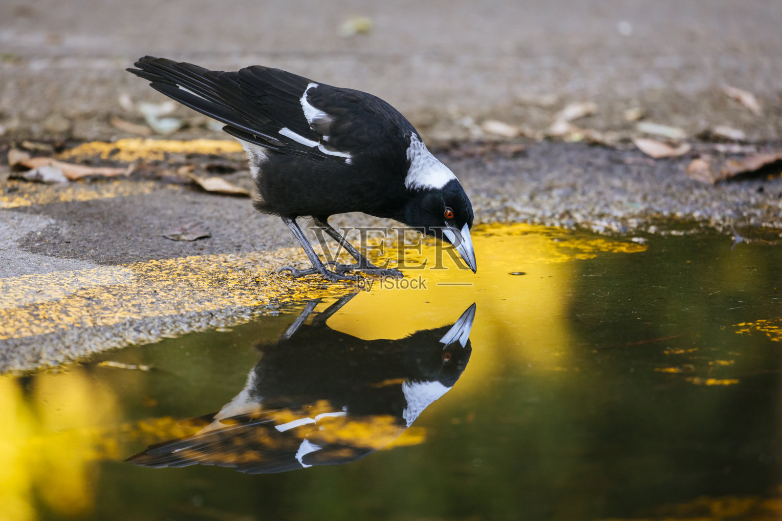 澳大利亚喜鹊"n (craticus tibicen)照片摄影图片