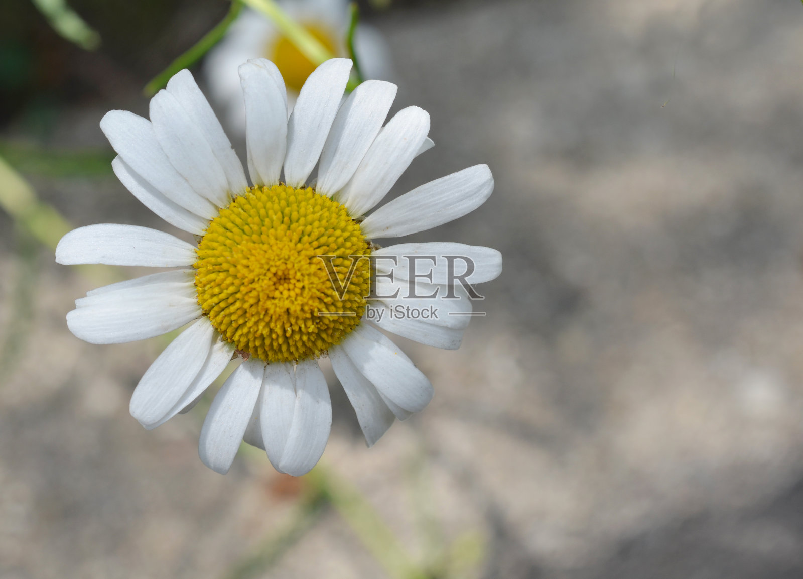 花园上的白色雏菊(甘菊)特写照片摄影图片