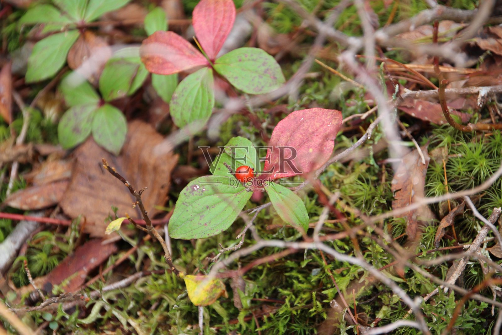 小水果生长在高处照片摄影图片