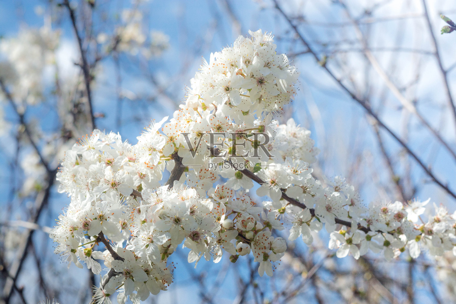 春天和蒲公英照片摄影图片
