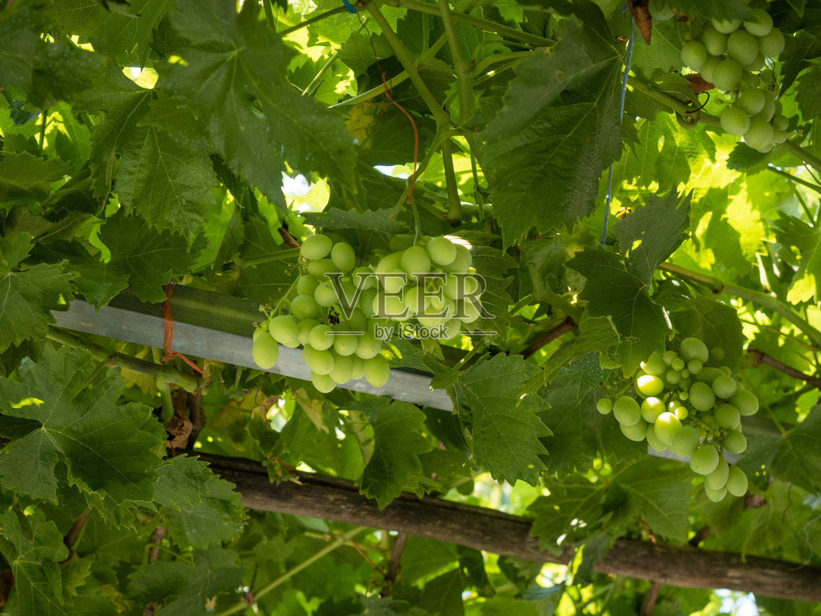 葡萄藤上的绿葡萄照片摄影图片