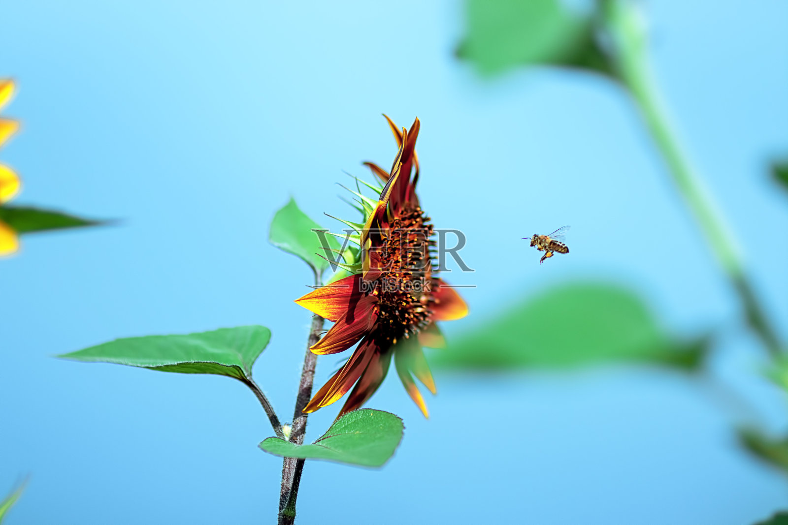在蓝天的背景下，蜜蜂飞向向日葵照片摄影图片