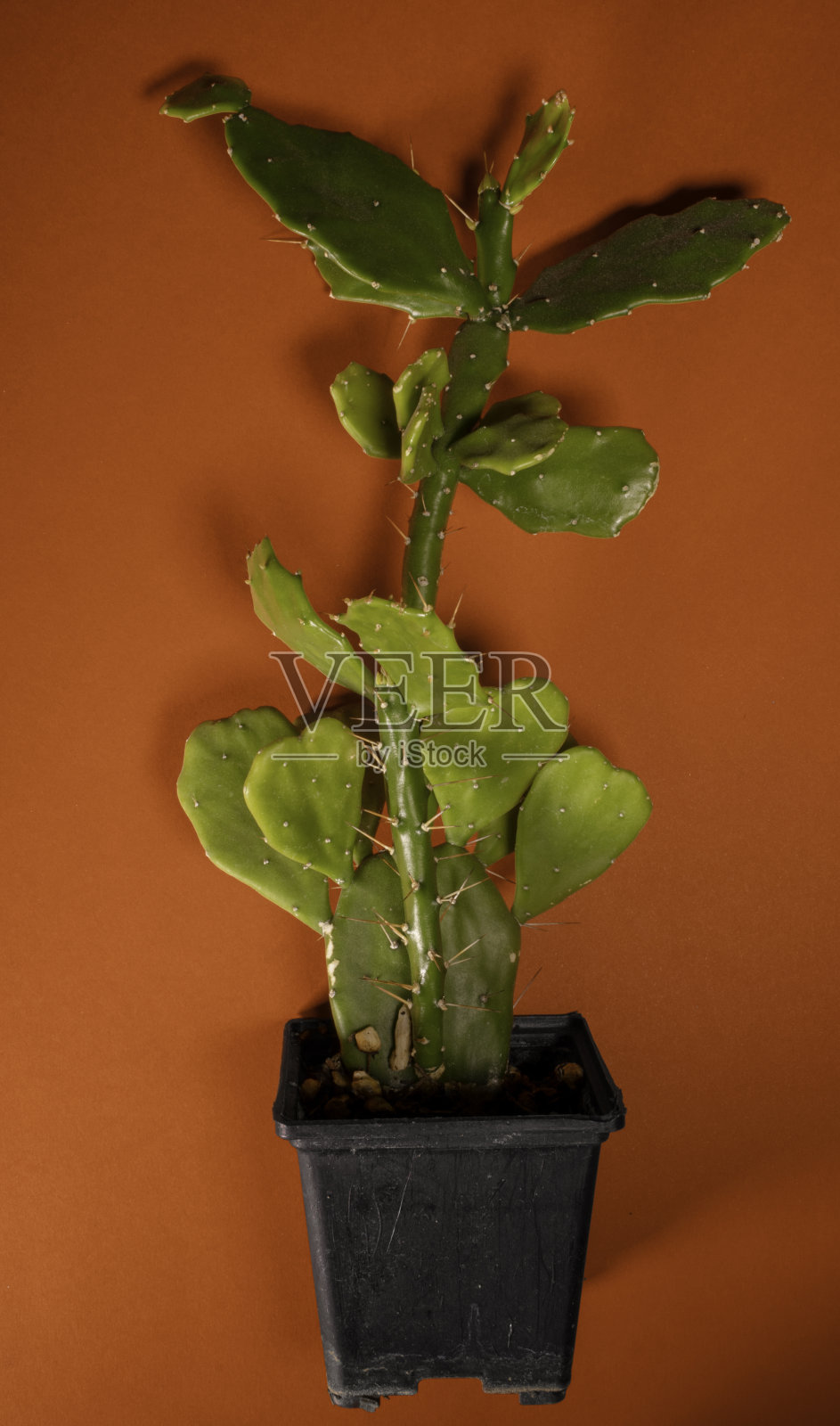 红色背景上的一种植物照片摄影图片