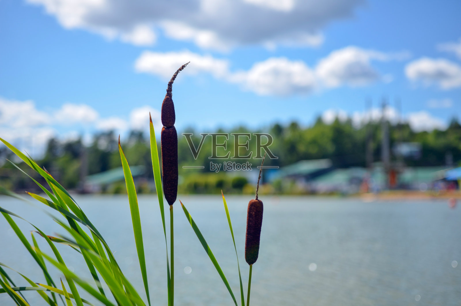 绿色的田野，湖泊和蓝色的天空照片摄影图片