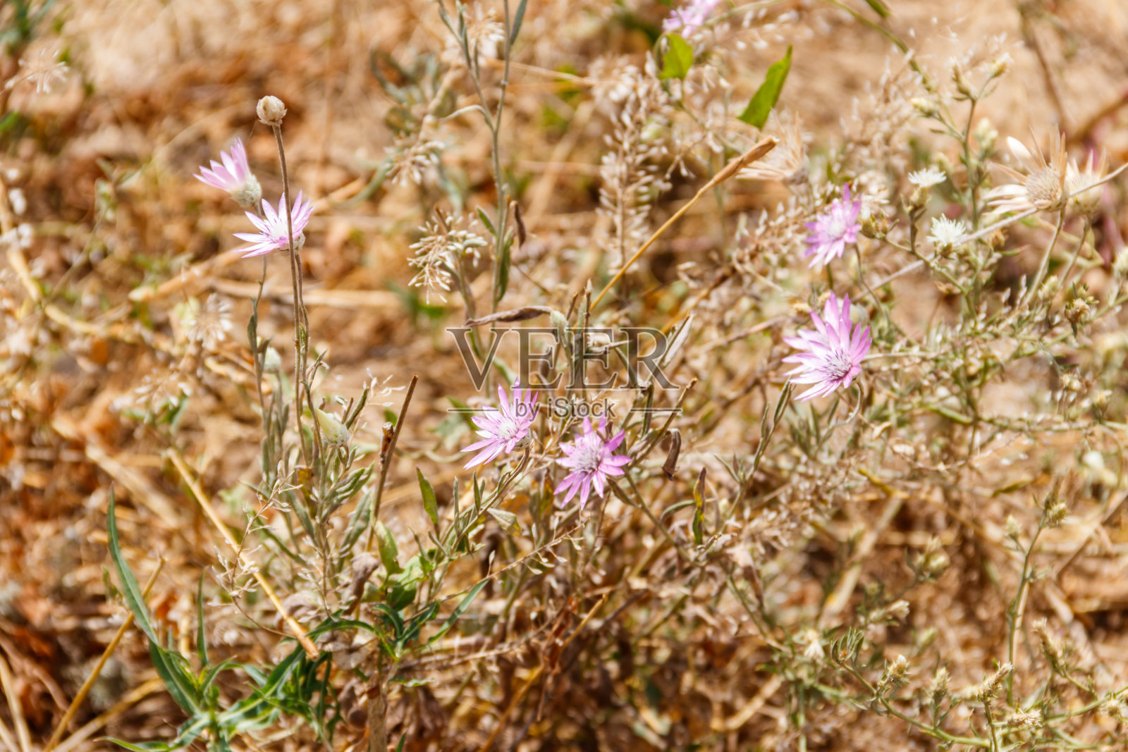 草地上的一种一年生或长生杂草照片摄影图片