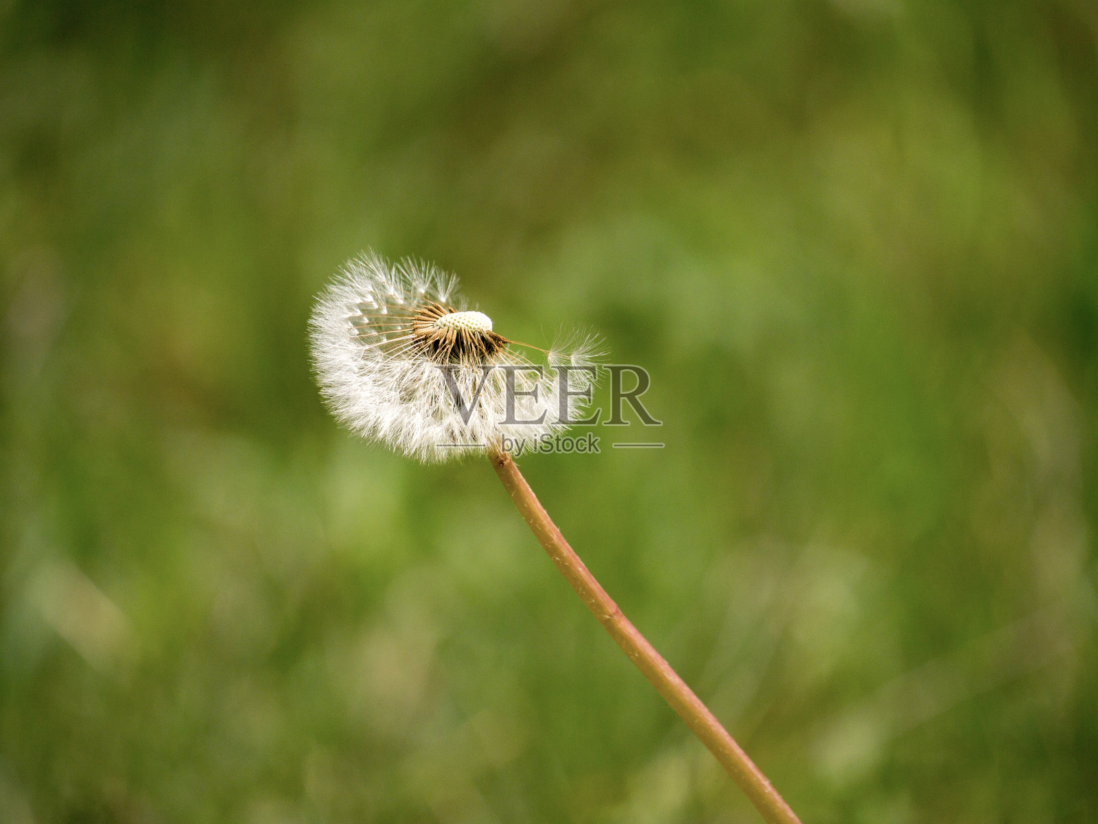 绿色背景下的蒲公英照片摄影图片