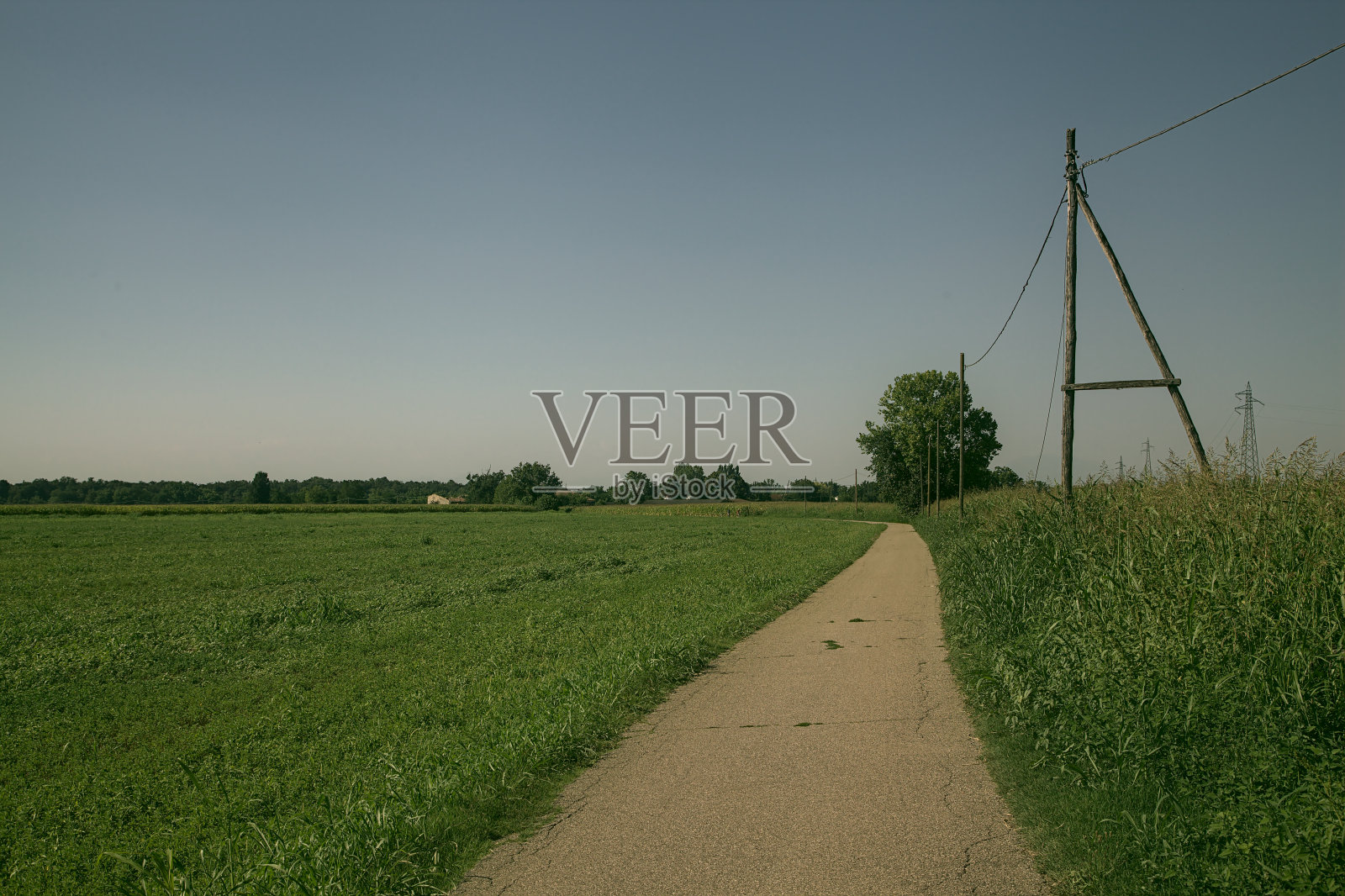 夏天的乡间小路，两旁是一片玉米地，路边有一根电线照片摄影图片